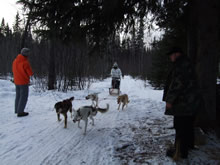 アラスカ犬ぞり