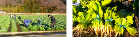 冬の田んぼにて（左）伝統野菜の水掛け菜（右）